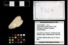Foto (Objekt + Etikett) von Longodromites angustus (Reuss, 1858)  (NHMW-GEO-2014-0194-0667)